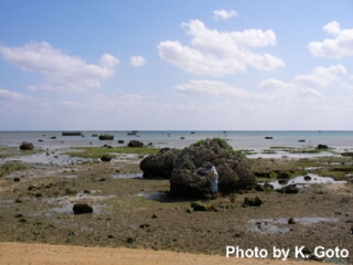 Coral boulders deposited by the 1771 Meiwa Earthquake Tsunami